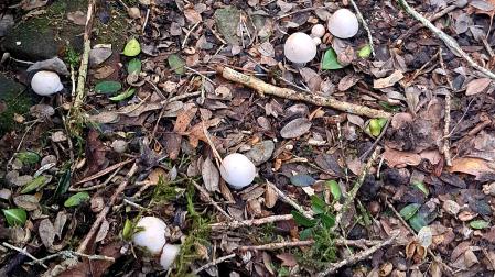 Ejemplares pequeños de perretxikos que es mejor no cortar para favorecer que se mantengan los setales.