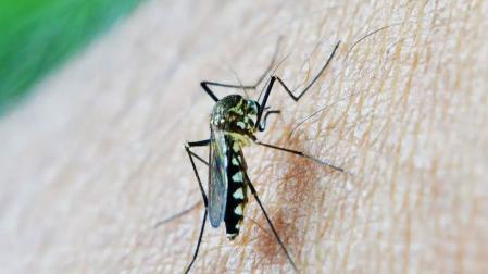 La fiebre del Nilo Occidental se transmite por los mosquitos del género Culex