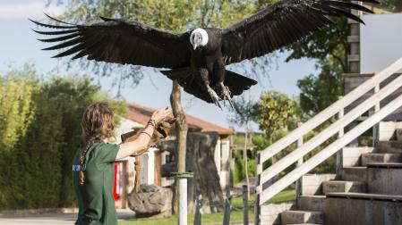 Espectáculo de rapaces en Sendaviva