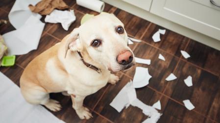 Tu mascota, por muy dócil que sea, puede causar daños a otras personas, aunque sea de forma involuntaria.