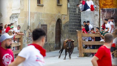 Suelta de vacas en la plaza del Mercado durante las fiestas de Aoiz de 2024