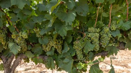 Imagen de un viñedo de uva chardonnay