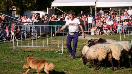 Primera edición de 'Autentika', feria de razas autóctonas de Navarra. Demostración de perro pastor vasco