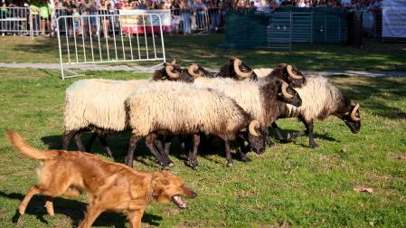 Primera edición de 'Autentika', feria de razas autóctonas de Navarra. Demostración de perro pastor vasco