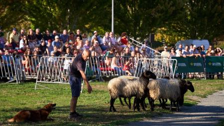 Primera edición de 'Autentika', feria de razas autóctonas de Navarra. Demostración de perro pastor vasco