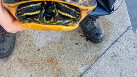 La tortuga encontrada en el lago de Erripagaña