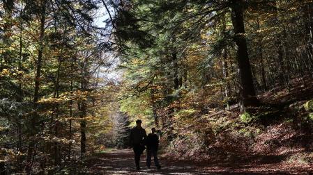 Fotos del otoño en la Selva de Irati