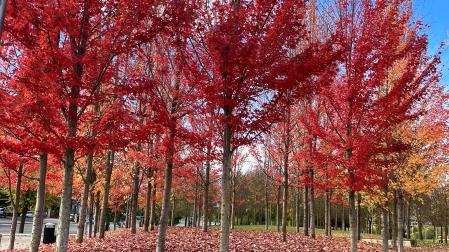 Fotos del otoño en Navarra /