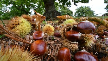 En Navarra hay diversos bosques en los que encontrar ricas castañas, un buen plan en otoño