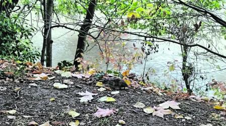 Rata fotografiada esta semana en el parque de Los Llanos