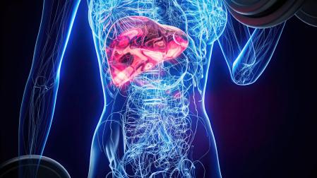 Ilustración de un cuerpo humano en el que se ha coloreado el hígado