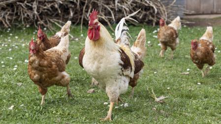 Un gallo y gallinas, criadas al aire libre.
