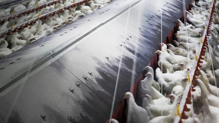 Gallinas en una sala comedero en granja en Palas de Rei, Lugo /