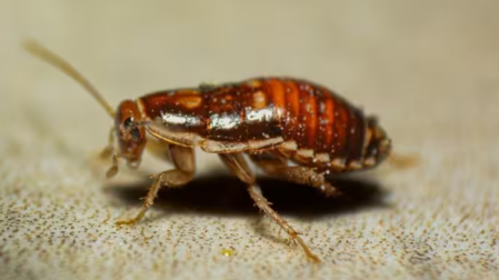 Cucarachas