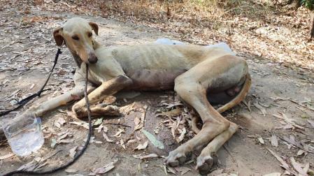 Imagen del galgo que ha sobrevivido