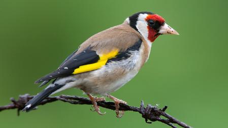 Carduelis carduelis