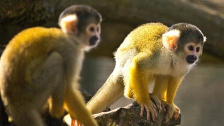 Monos ardilla