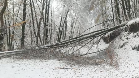 El peso de la nieve en las ramas de los árboles ha provocado la caída de algunos en el Alto de Uitzi /