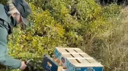 Interceptada en Corella una furgoneta con 300 kilos de muérdago recolectado de forma irregular