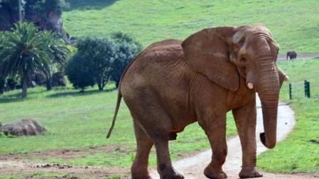 elefante Cabárceno