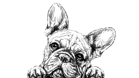Los mitos sobre tu perro (y su raza) que deberías desterrar