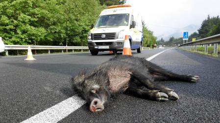 Un jabalí yace muerto en un arcén de la carretera después de ser atropellado por un vehículo