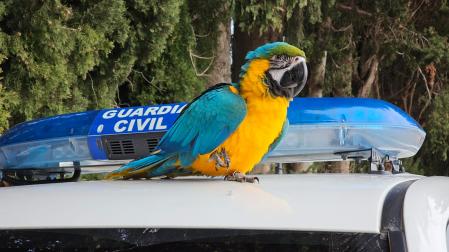 Momo, sobre el techo del coche de la Guardia Civil tras el operativo de su rescate