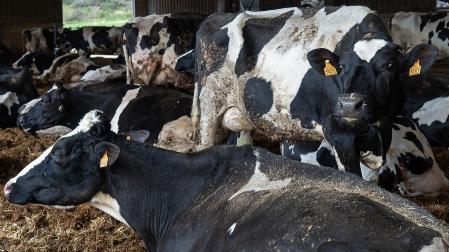 Imagen de una explotación navarra de ganado bovino de leche