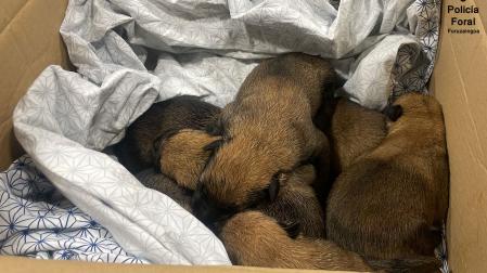 Imagen de la camada de cachorros rescatada por la Policía Foral