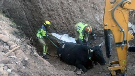 vaca rescate