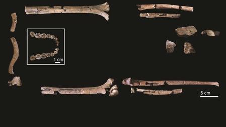 Dentición mandibular y elementos postcraneales del Homo habilis