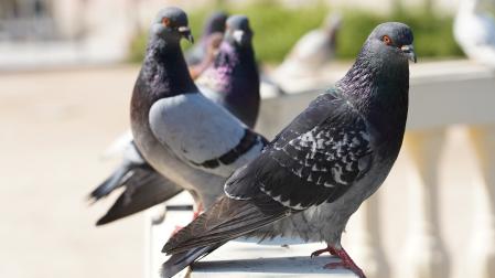 Palomas