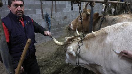 Joxan Igoa Etxebeste facilita la vacunación de uno de sus ejemplares, de nombre 'Txuri', una vaca de raza pirenaica de 800 kilos de peso.