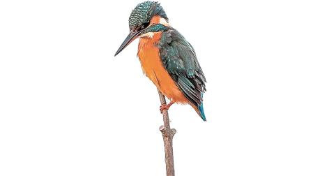 El martín pescador
