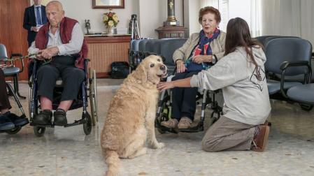 La terapia asistida con animales se utiliza cada vez más en las residencias por sus beneficios para la relajación, psicomotricidad y motivación de las personas mayores. La golden retriever Bali, es la protagonista de uno de estos programas en la Fundación Asilo de Torrelavega
