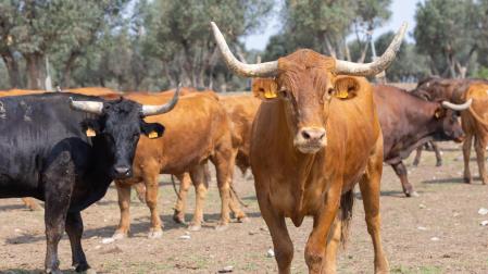 Vacas bravas