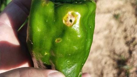 Pimiento verde con un golpe por granizo