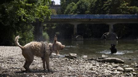 Dos perros se refrescan a orillas del río en una foto de agosto.