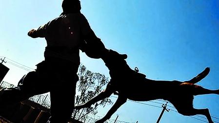 Imagen genérica de un ataque de perro a un adiestrador