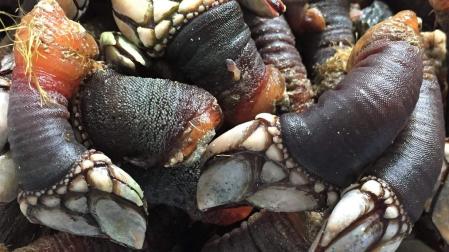 Los percebes son el producto estrella de la localidad gallega de Aguiño