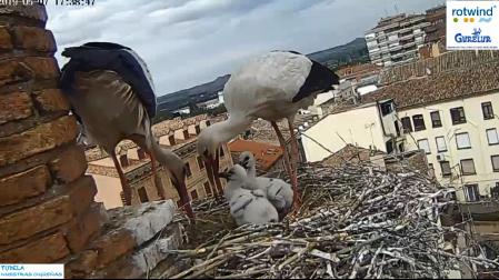 Captura en directo de las evoluciones de una pareja de cigüeñas cuyo nido se encuentra en la iglesia de Santa María de Tudela.