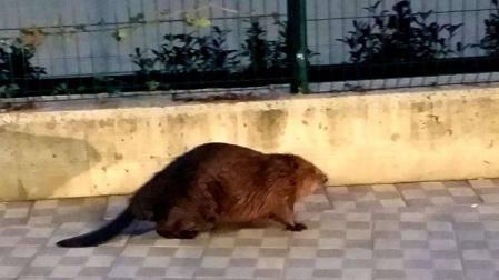 Un castor de uno de los paseos por el entorno de la Magdalena.