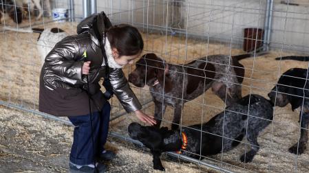 Fotos de la exposición de la raza de perros pachón navarro en las Ferias de Tafalla 2026
