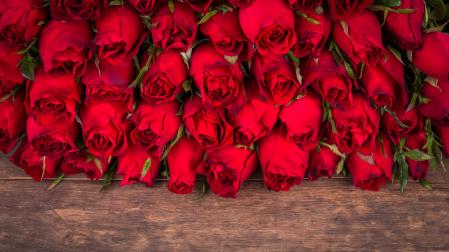 Imagen de archivo de varias rosas rojas