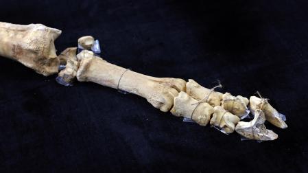 Fotos del esqueleto del bisonte de hace 4.000 años hallado en Urbasa
