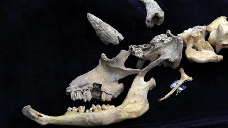 Fotos del esqueleto del bisonte de hace 4.000 años hallado en Urbasa