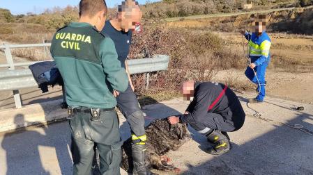 El mastín, una vez rescatado del Canal de Navarra