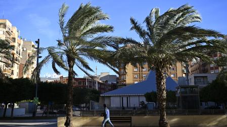 Una persona camina junto a varias palmeras en una jornada con fuerte viento en Castellón