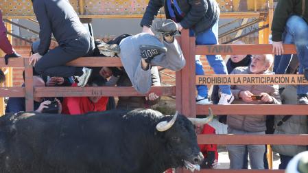 Valenciano, toro del Antruejo 2026 de la ganadería Hermanos Sánchez Herrero, durante la primera suelta de toros por las calles en el carnaval del toro de Ciudad Rodrigo, este sábado