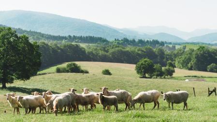 Las más de 1.600 ovejas de Postres Ultzama pastan en libertad en las campas del Valle de Ultzama y Lantz